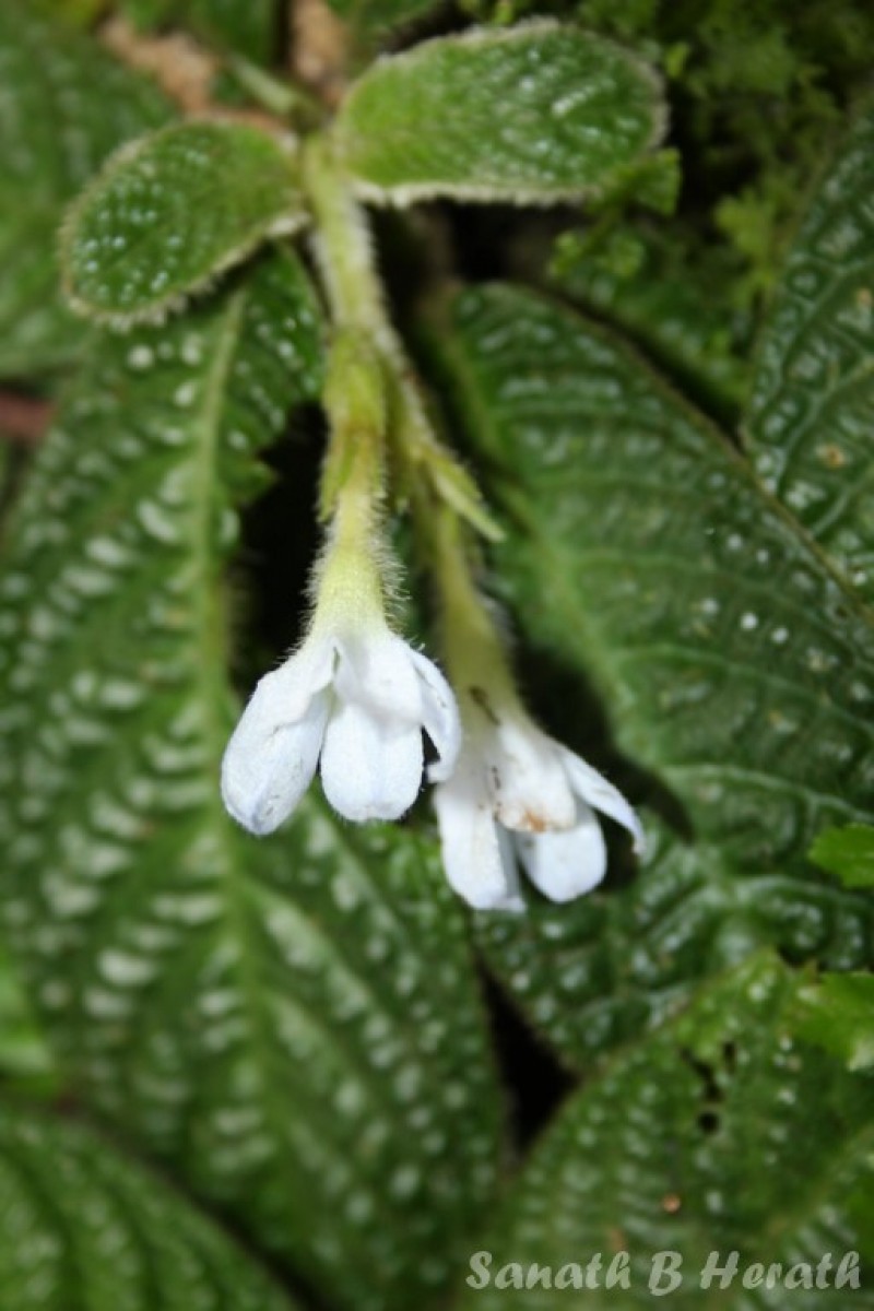 Acranthera ceylanica Arn. ex Meisn.